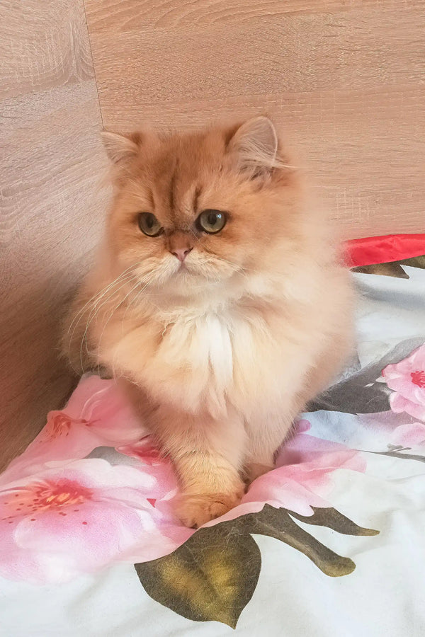 Lina | scottish straight kitten