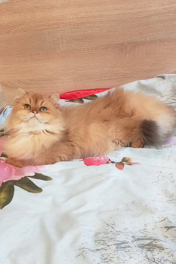Lina | scottish straight kitten