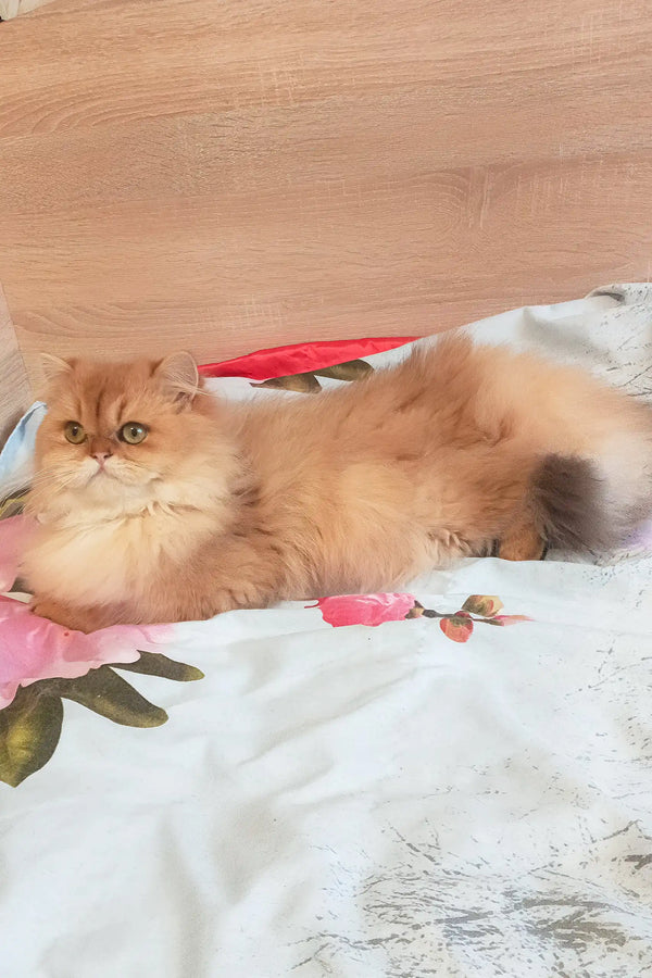 Lina | scottish straight kitten