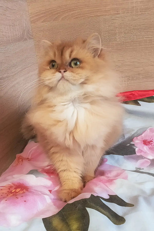 Lina | scottish straight kitten