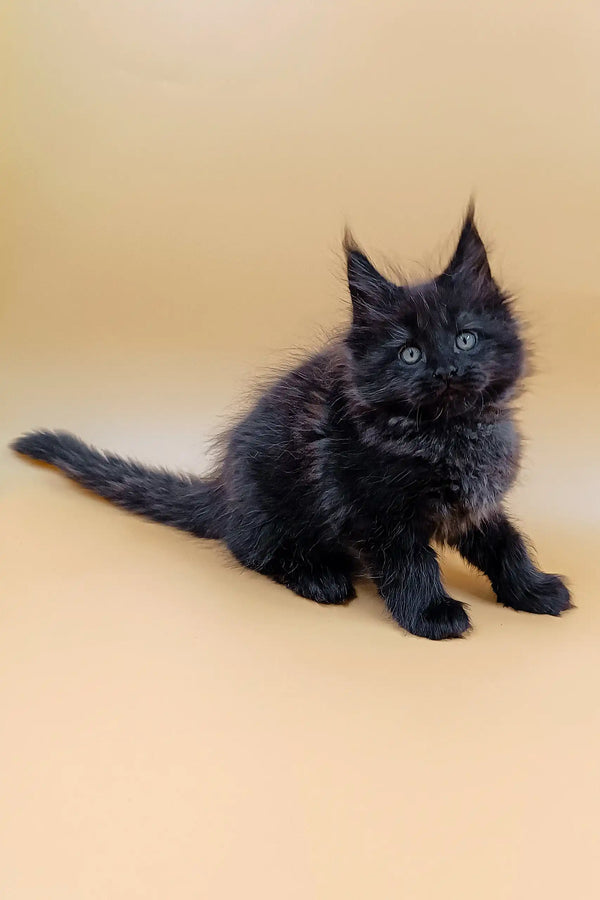 Cute Black Maine Coon kitten named Lincoln showing off its fluffy fur and playful spirit