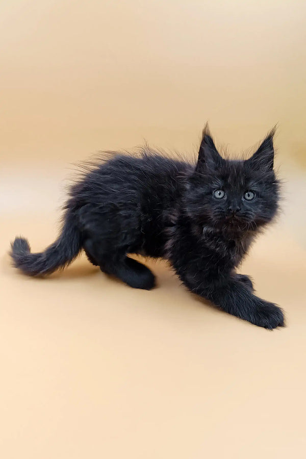 Fluffy black Maine Coon kitten named Lincoln ready for fun and cuddles