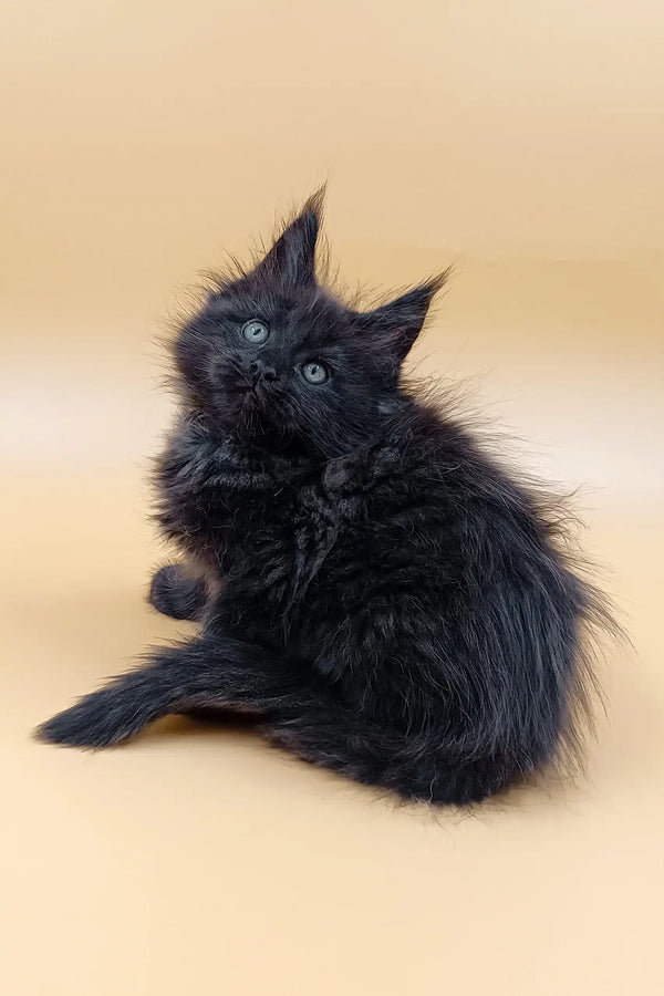 Fluffy black kitten in Lincoln Maine Coon Kitten product, perfect for cat lovers