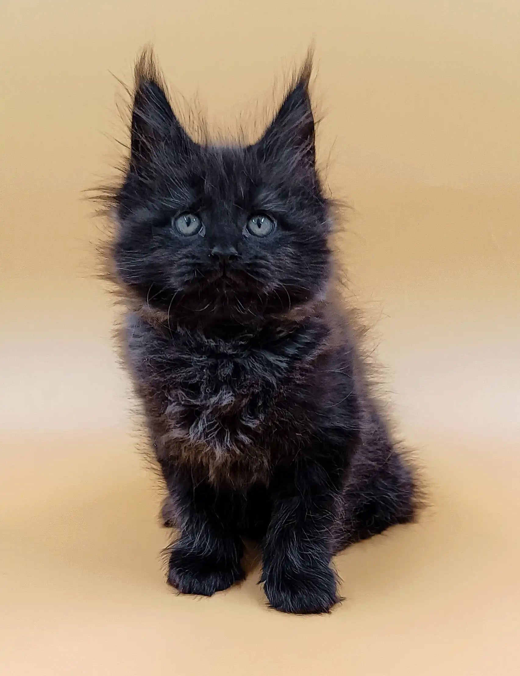 Fluffy black kitten with pointed ears, perfect for Lincoln | Maine Coon Kitten lovers