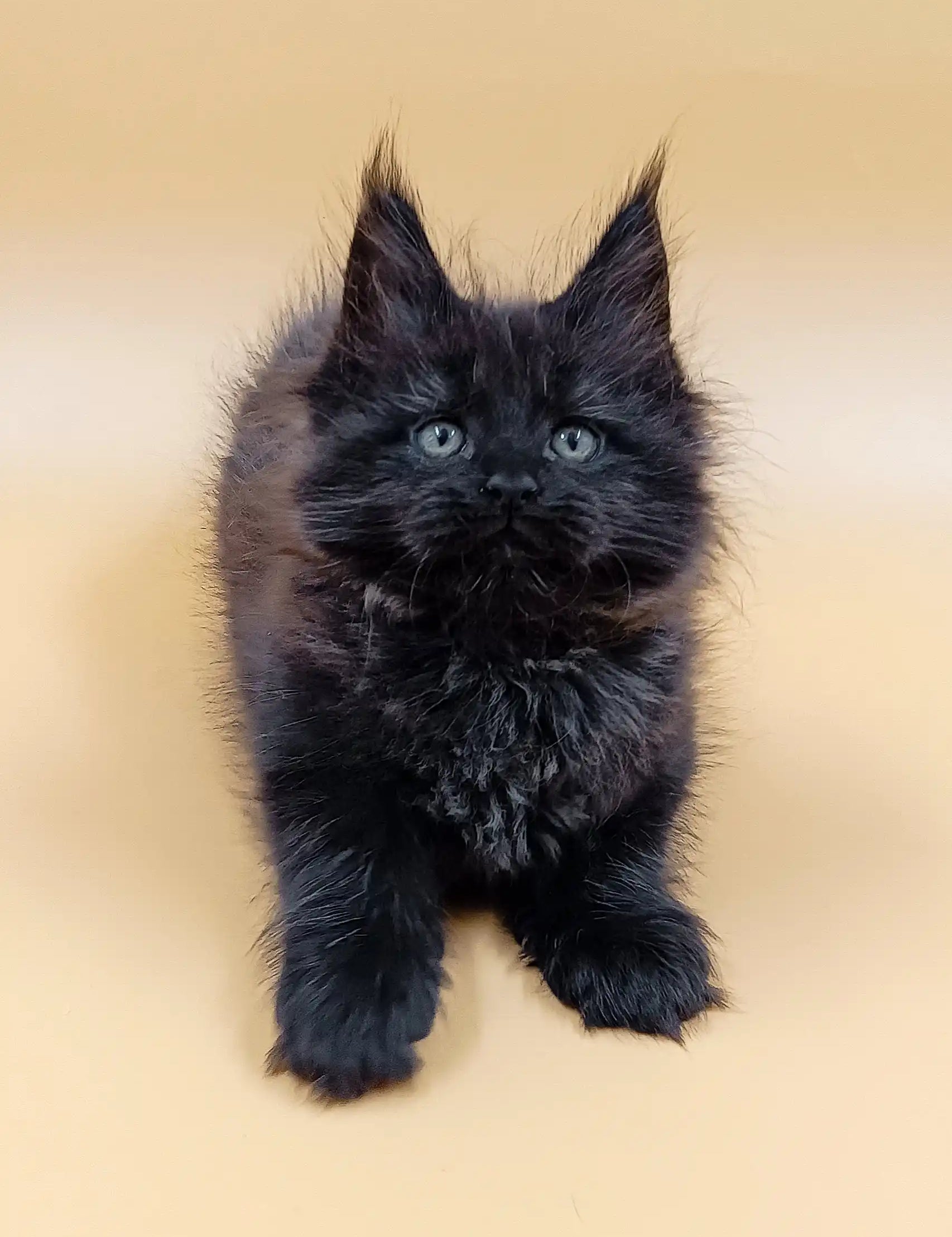 Adorable fluffy black Maine Coon kitten named Lincoln with cute pointed ears