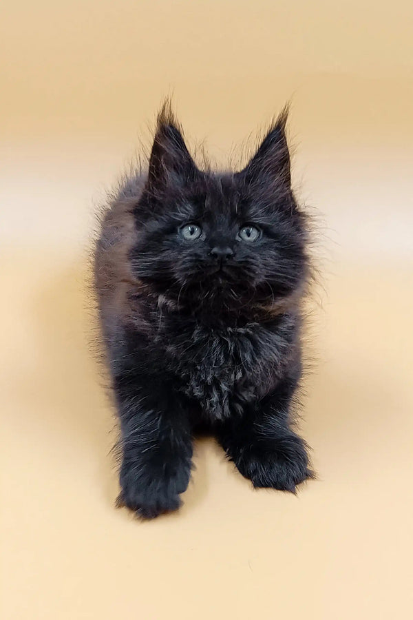 Adorable fluffy black Maine Coon kitten named Lincoln with cute pointed ears