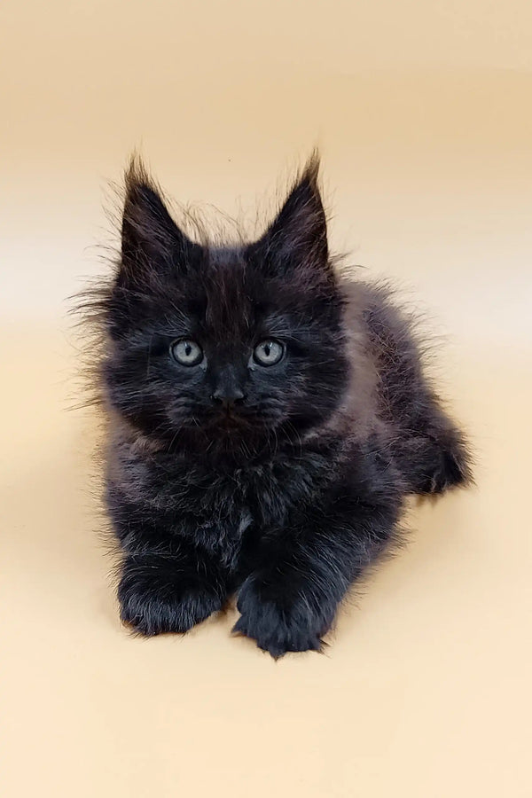 Fluffy black Maine Coon kitten named Lincoln with cute pointed ears