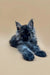 Cute Fluffy Gray Maine Coon Kitten Lincoln with Outstretched Paws Relaxing