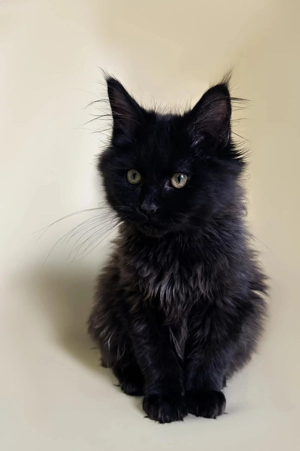 Maine Coon Kittens for Sale Lincoln | Kitten