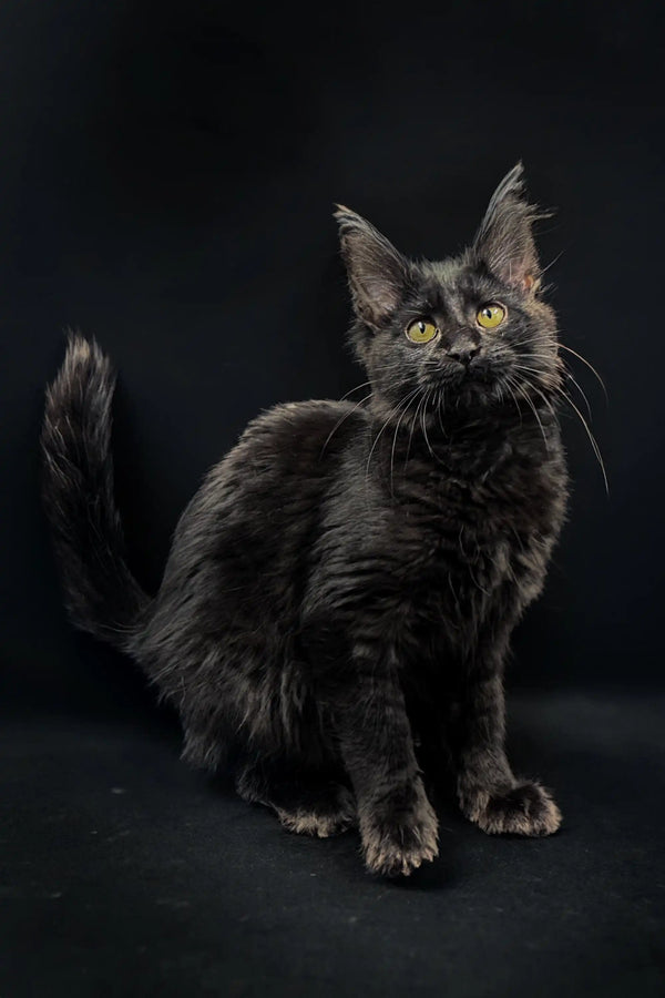 Black Maine Coon kitten with striking green eyes and tufted ears for sale