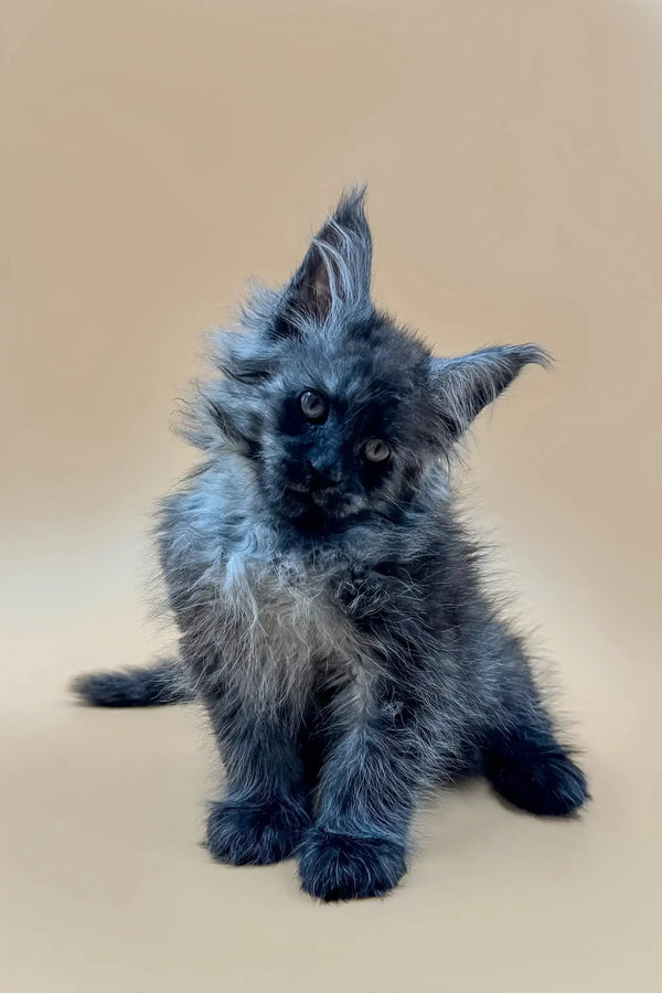 Fluffy gray Maine Coon kitten with pointed ears and a curious look