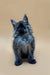 Fluffy gray Maine Coon kitten with pointed ears sitting upright, adorable and playful