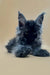 Fluffy black Maine Coon kitten with pointed ears and bright eyes, perfect cuddle buddy