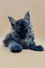 Fluffy black Maine Coon kitten with piercing eyes and tufted ears ready for adoption