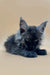 Fluffy gray Maine Coon kitten with pointed ears and intense eyes, perfect furry friend