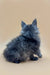 Fluffy gray Maine Coon kitten sitting with back to camera, showcasing cute fur