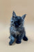 Fluffy gray Maine Coon kitten with pointed ears and a curious look