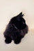 Black fluffy Maine Coon kitten Lincoln with pointed ears looking to the side