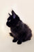 Fluffy black Maine Coon kitten, Lincoln, with pointed ears sitting upright