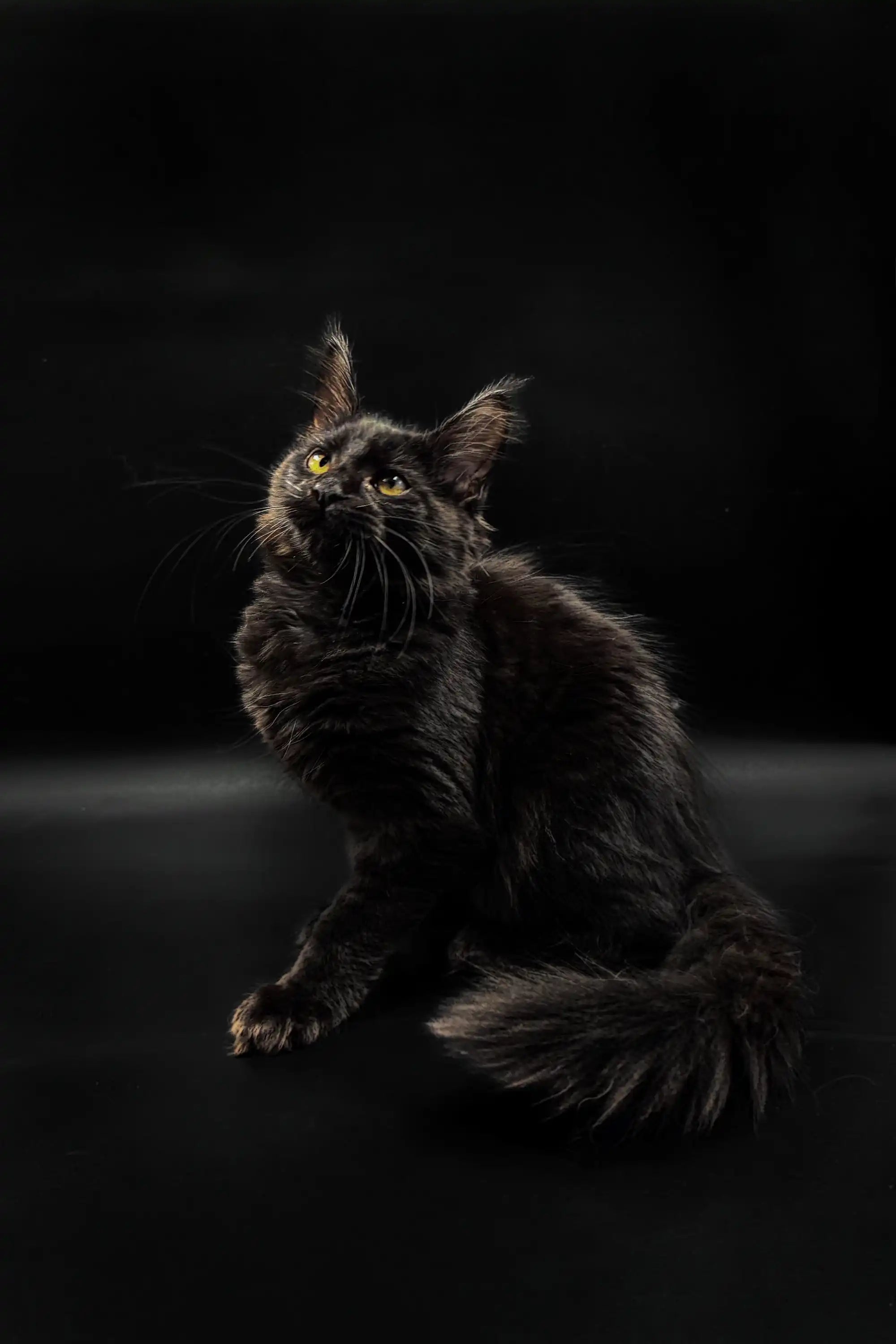 Maine Coon Kittens for Sale Lincoln | Kitten