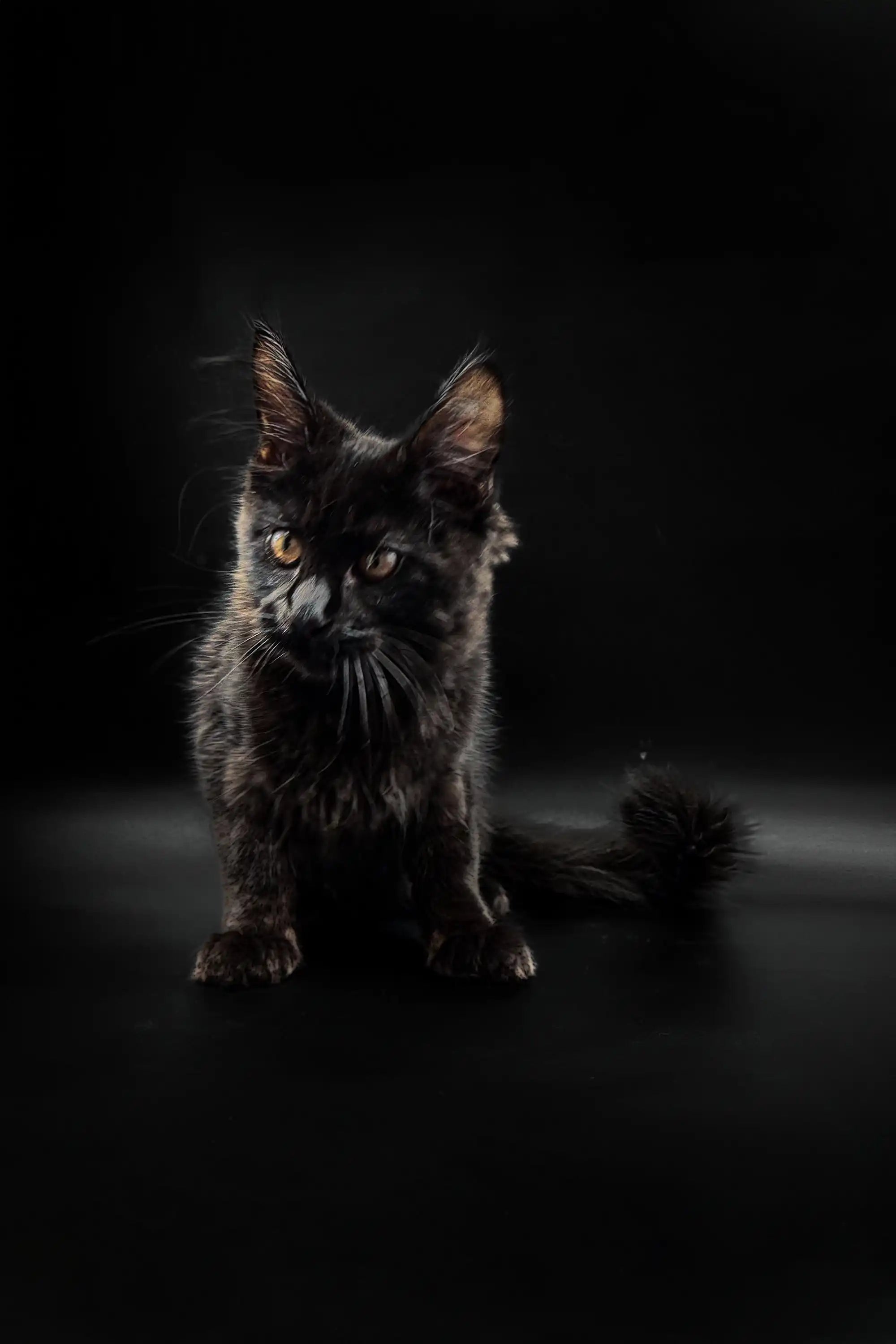 Maine Coon Kittens for Sale Lincoln | Kitten