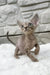 Linda | devon rex kitten