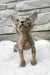 Linda | devon rex kitten