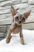 Linda | devon rex kitten