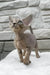 Linda | devon rex kitten