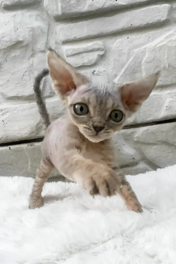 Linda | devon rex kitten