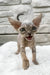 Linda | devon rex kitten