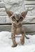 Linda | devon rex kitten