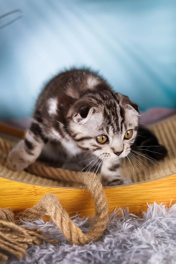 Lion | scottish fold kitten