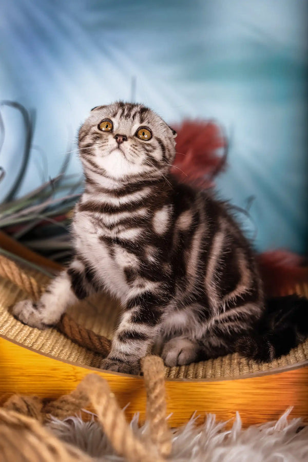 Lion | scottish fold kitten