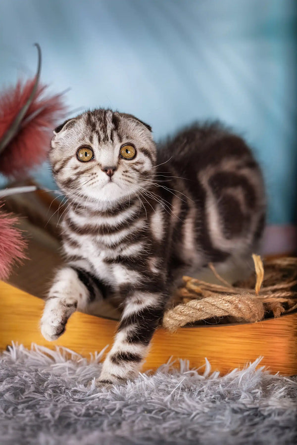 Lion | scottish fold kitten