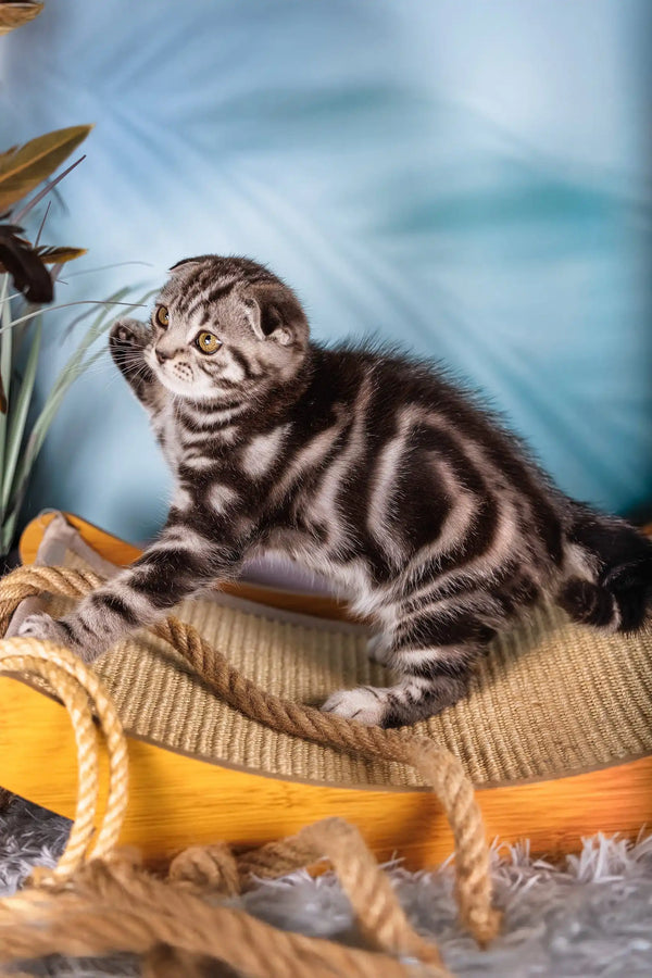 Lion | scottish fold kitten