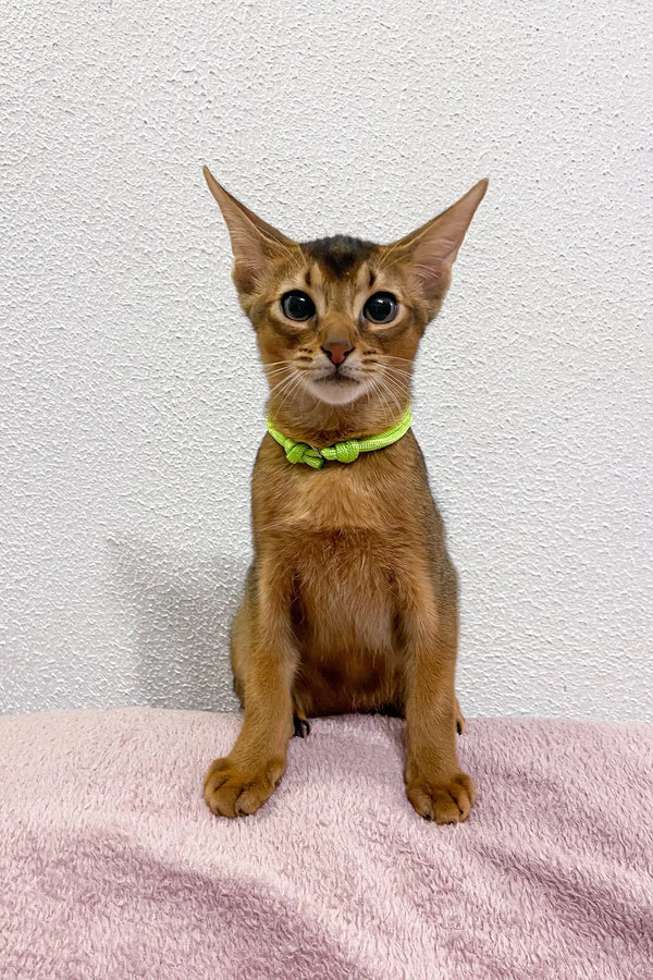 Abyssinian kitten in a fun green collar from Lior, super adorable and playful!