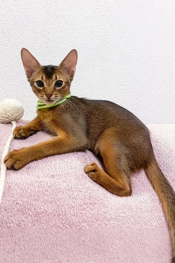 Abyssinian cat in a green collar lounging on soft pink fabric for Lior | Abyssinian Kitten