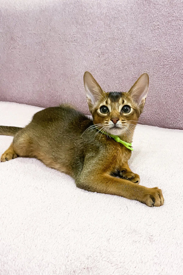 Abyssinian kitten Lior relaxing with a green collar, looking adorable and cozy