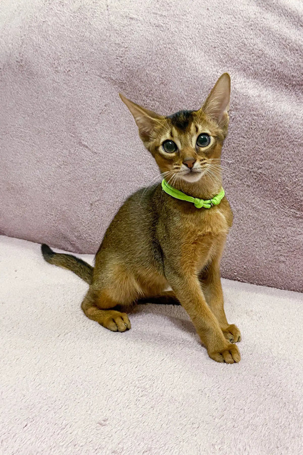 Abyssinian cat with green collar sitting alert, showcasing its pointed ears and ticked coat