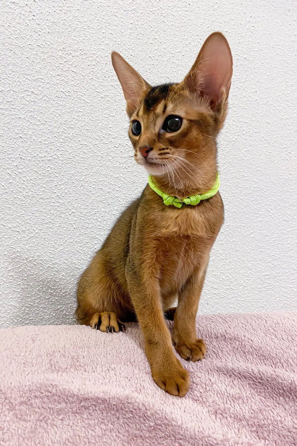 Abyssinian kitten named Lior rocking a lime green collar with cute beads