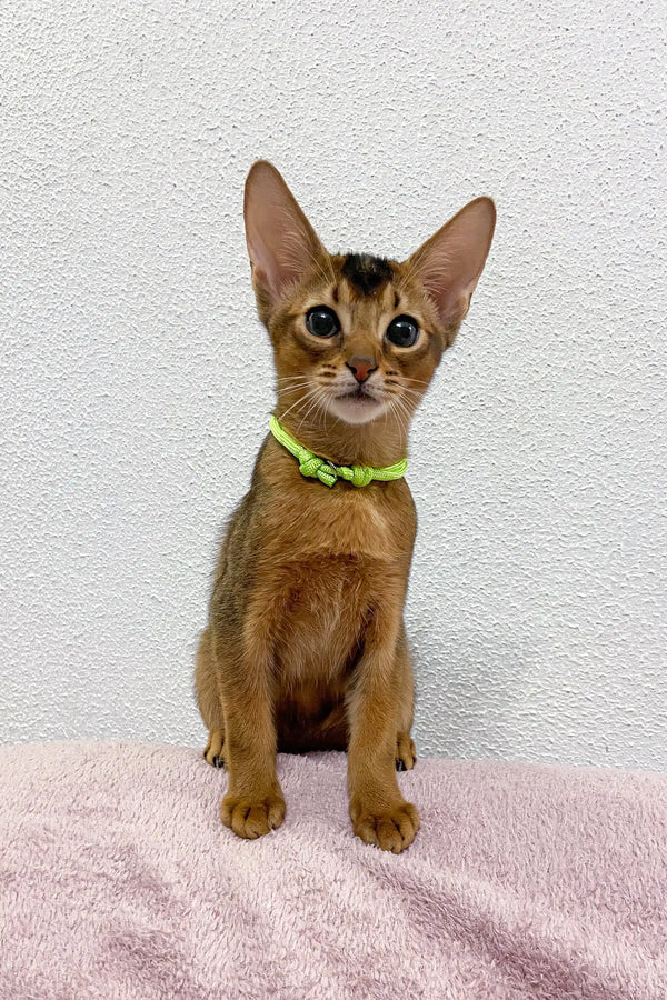 Abyssinian kitten in a lime green collar sitting up, Lior product image
