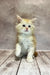 Fluffy Maine Coon kitten with yellow-tinted fur sitting on wooden planks