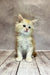 Fluffy Maine Coon kitten with white and ginger fur sitting on wooden flooring