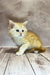 Fluffy Maine Coon kitten with cream and orange fur chilling on a wooden floor