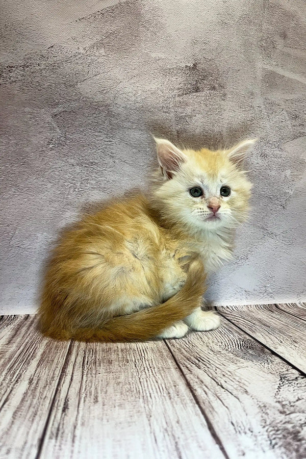 Fluffy cream Maine Coon kitten with blue eyes lounging on a wooden surface