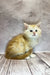 Fluffy cream Maine Coon kitten with blue eyes sitting on wooden flooring