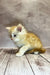 Fluffy yellow and white Maine Coon kitten sitting on warm wooden flooring