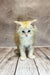 Fluffy Maine Coon kitten named Lisabon with big blue eyes, white and yellow fur