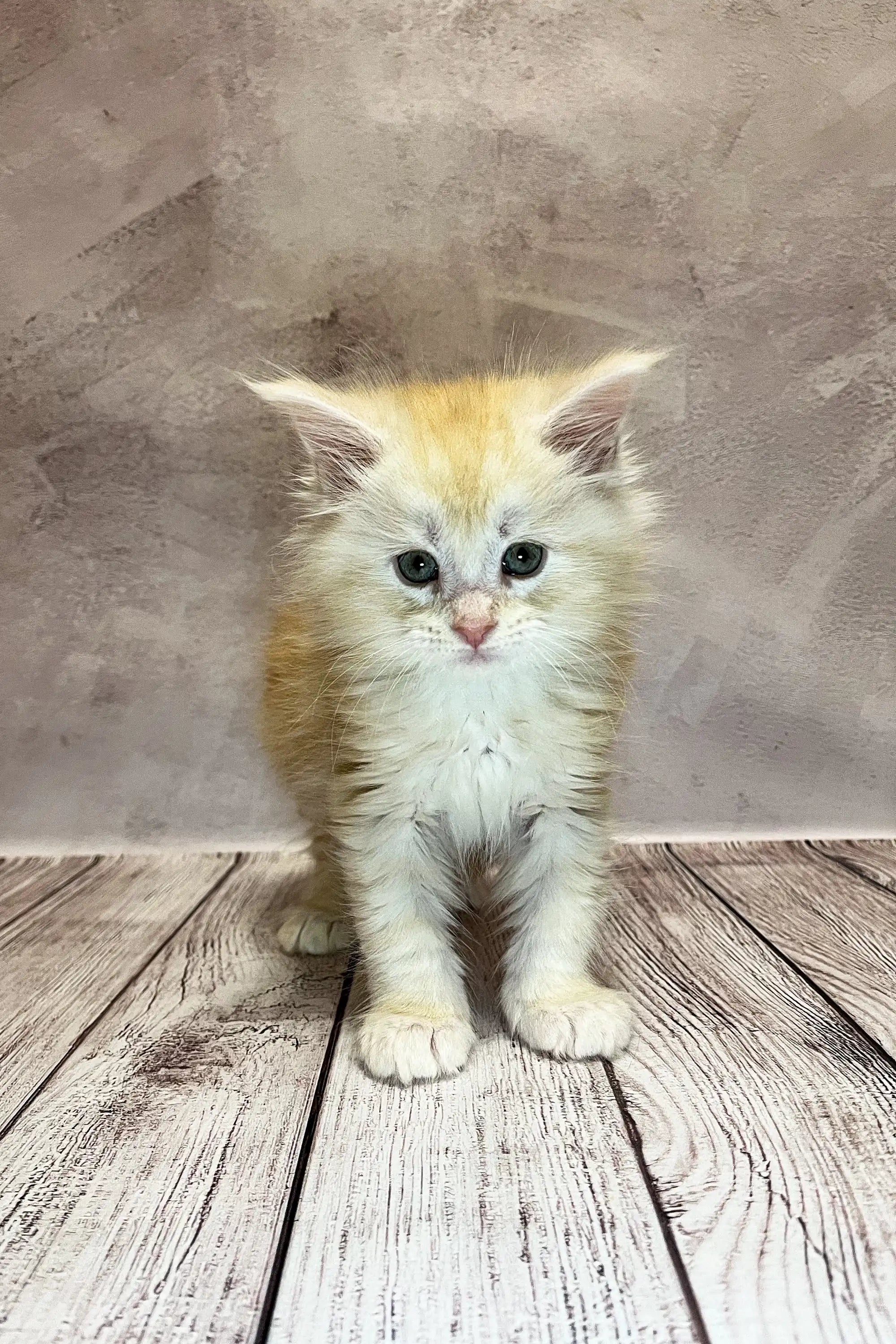 Maine Coon Kittens for Sale Lisabon | Kitten